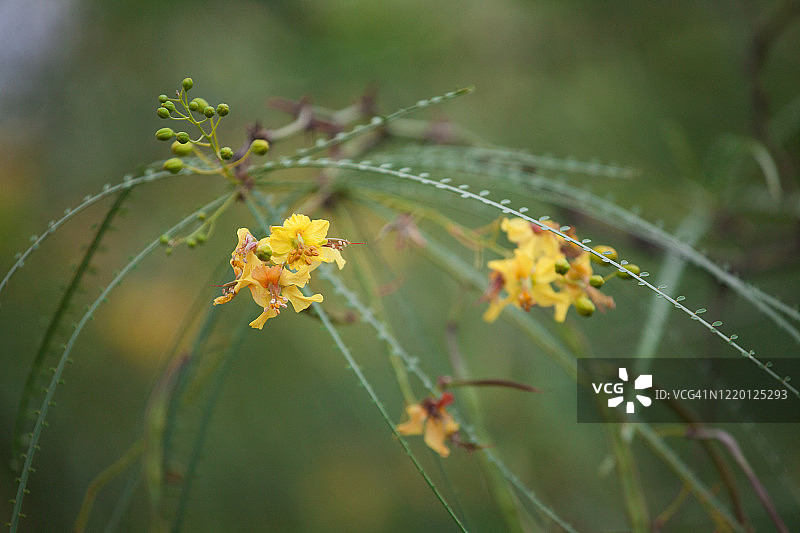 绿色的 Palo (Parkinsonia aculeata)图片素材