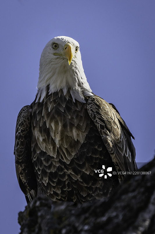 栖息的秃鹰图片素材