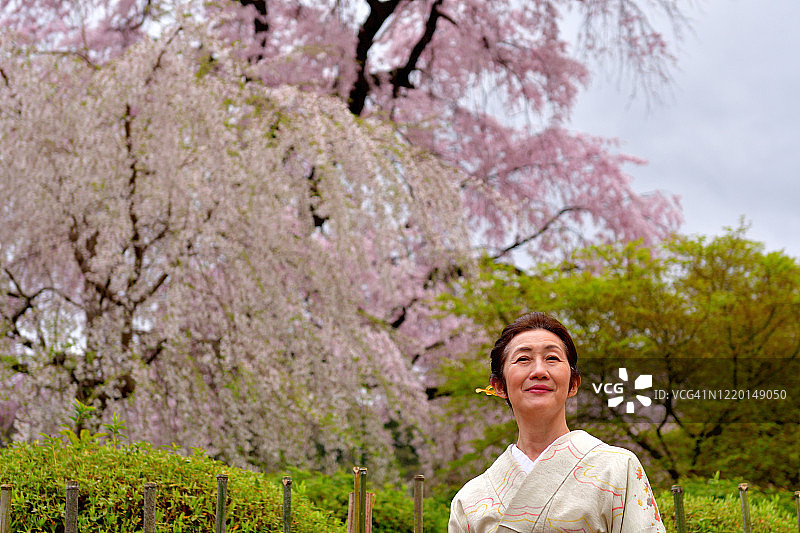 中国京都，圆山公园里穿和服赏樱花的日本女人图片素材