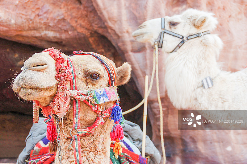 骆驼肖像图片素材