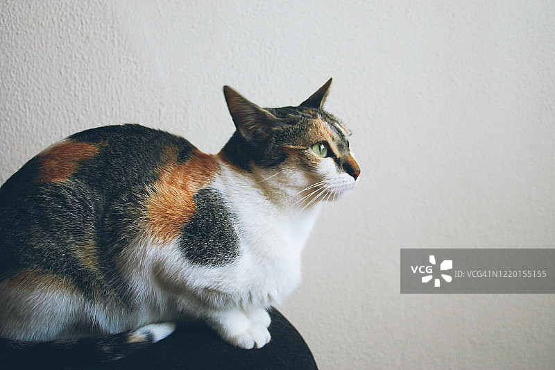 母猫侧面轮廓图片素材