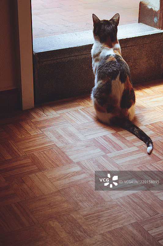 猫咪坐在门前图片素材