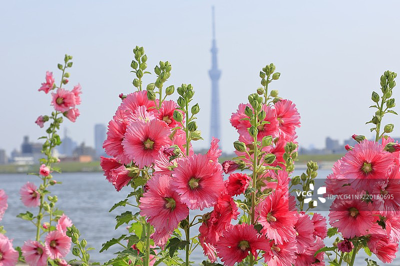 堀切水边公园的蜀葵图片素材