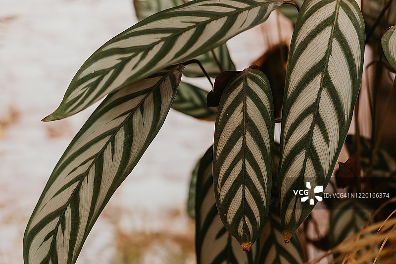 窗边的室内植物盆栽：居家养护，龟背竹图片素材