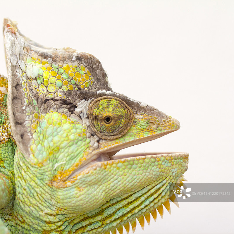 张开嘴的变色龙图片素材