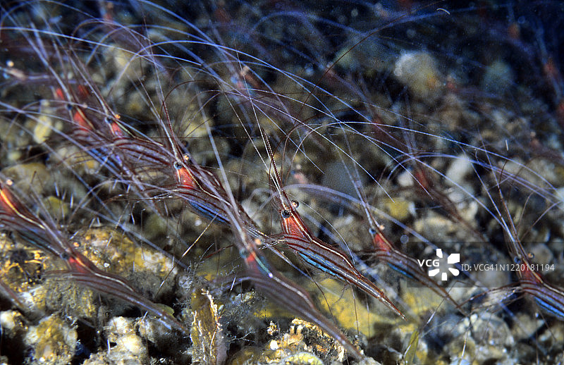 独角鲸虾图片素材