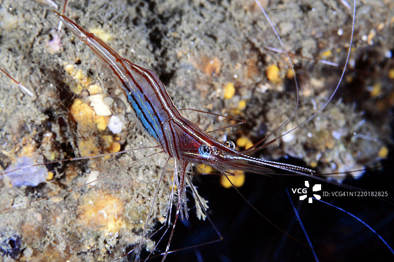 独角鲸虾图片素材