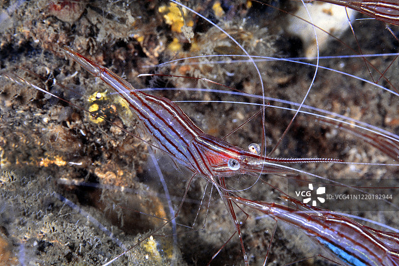 独角鲸虾图片素材