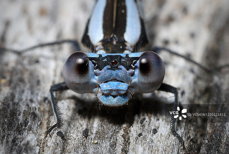 雄性生动舞蟌图片素材