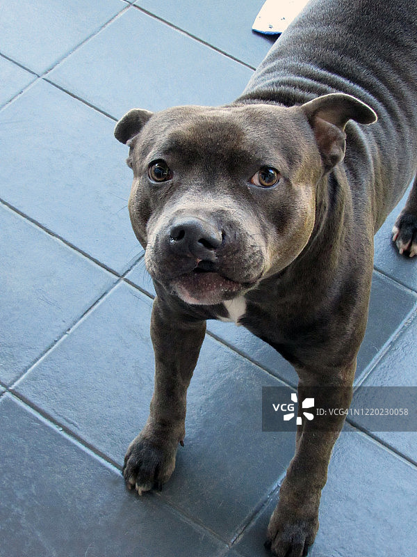 狗狗看着镜头图片素材