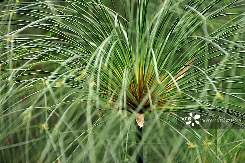 纸莎草植物特写图片素材