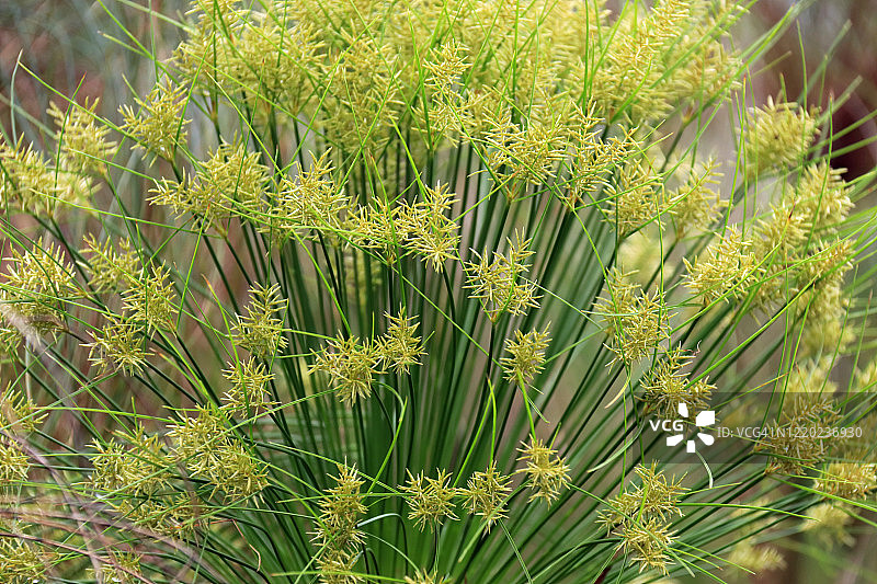 盛开的纸莎草植物特写图片素材