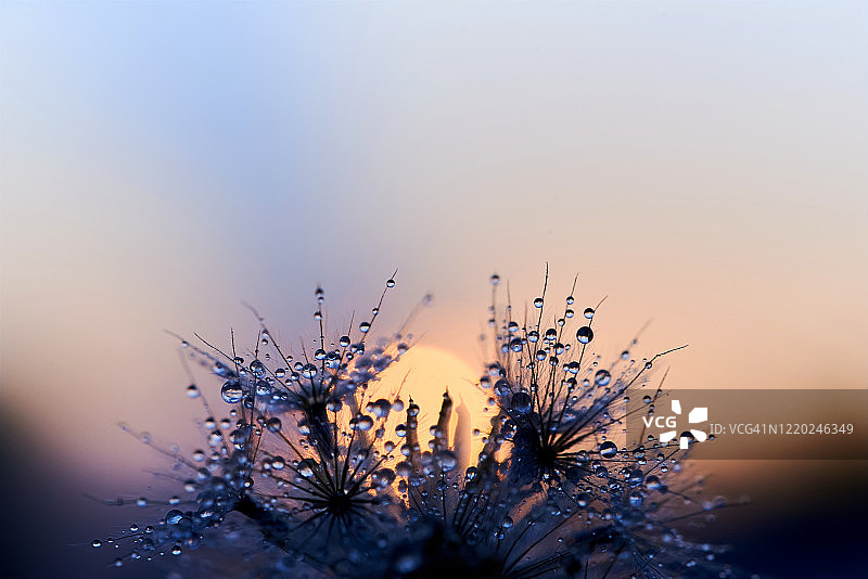 夕阳下凋谢的花朵和水滴特写镜头图片素材
