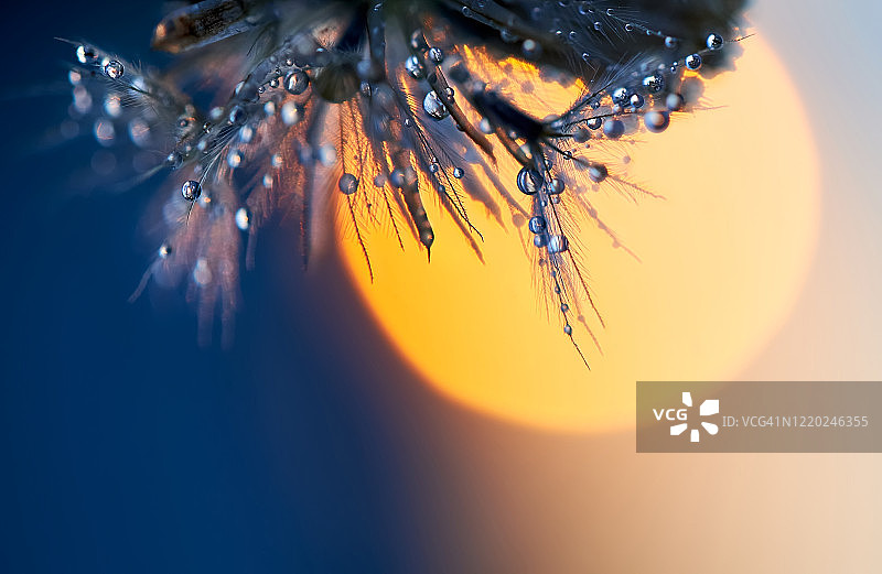 夕阳下凋谢的花朵和水滴特写镜头图片素材