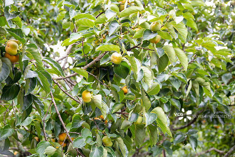 清迈树上生长的柿子图片素材