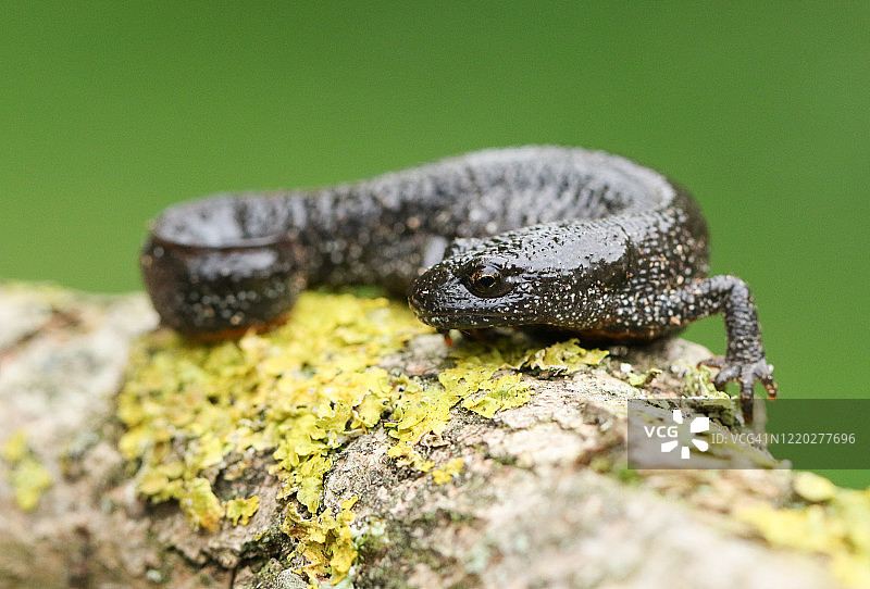 春天里一只美丽的大冠蝾螈图片素材