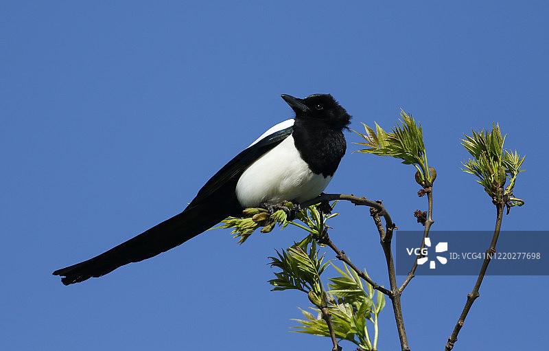 春天，喜鹊栖息在白蜡树顶端图片素材