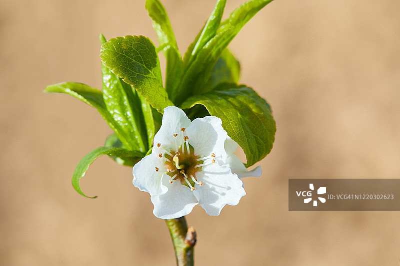 盛开的李子树图片素材