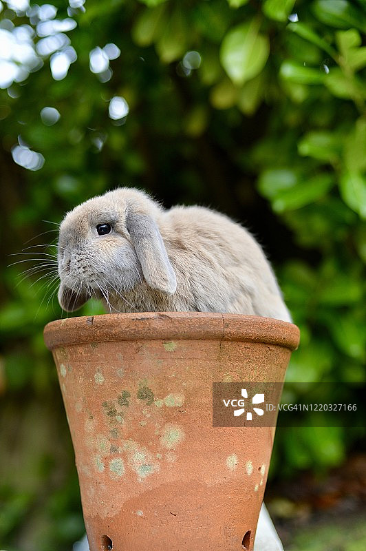 迷你垂耳兔图片素材