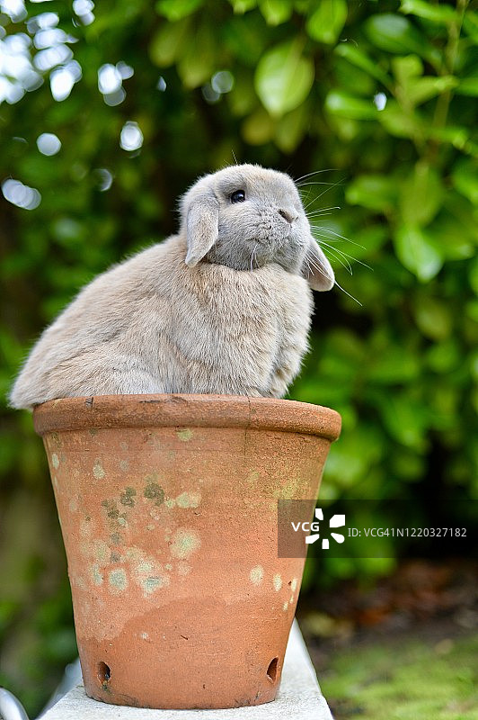 迷你垂耳兔图片素材