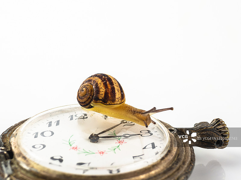 白色背景下怀表上的蜗牛特写图片素材