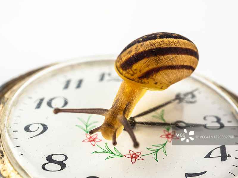 白色背景下怀表上的蜗牛特写图片素材