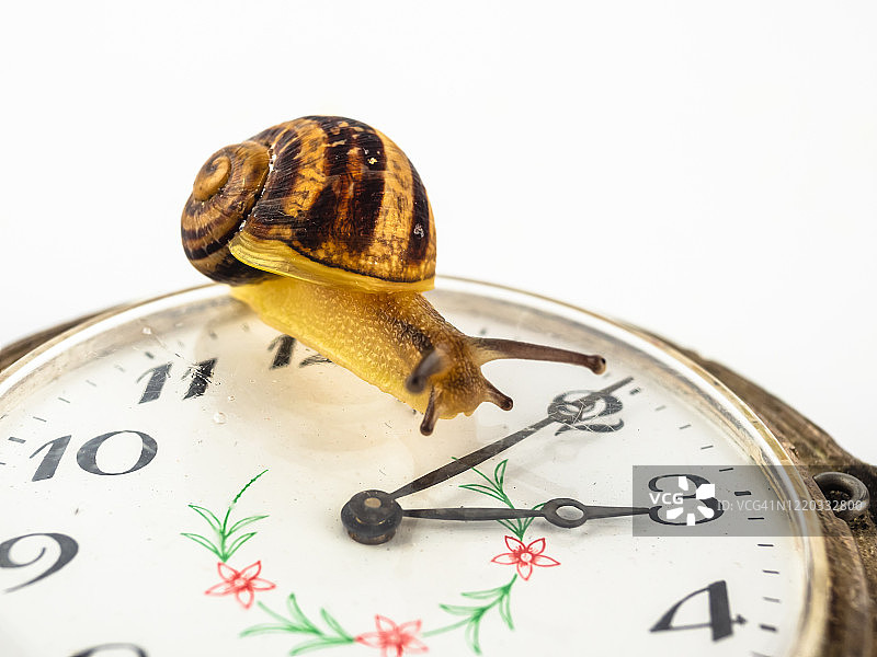 白色背景下怀表上的蜗牛特写图片素材