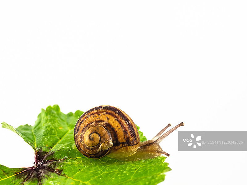 绿叶上的蜗牛特写图片素材