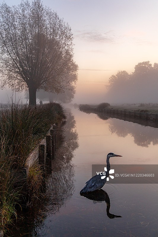 在英国伦敦里士满布希公园的河中伫立的苍鹭图片素材