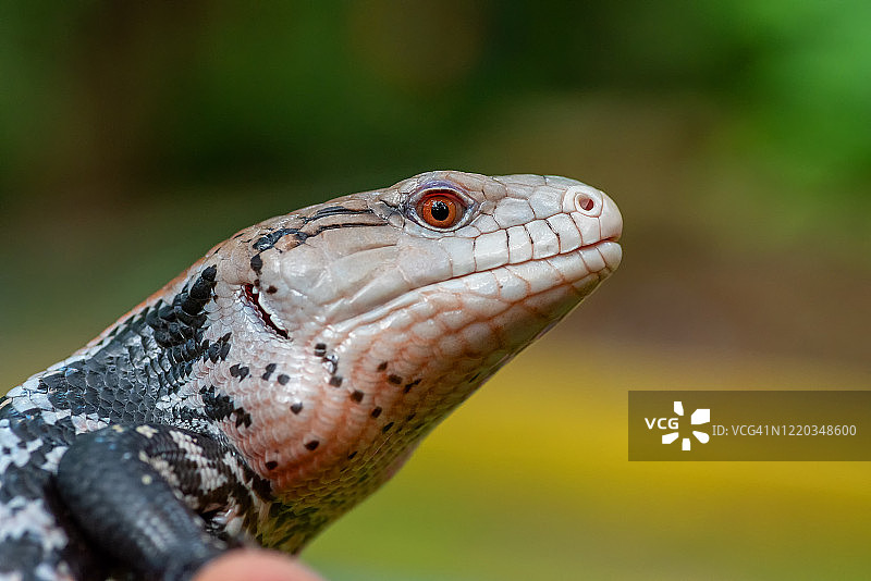 印度尼西亚蓝舌蜥蜴特写图片素材