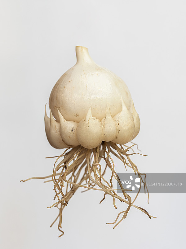 底部周围生长着小灯泡的灯泡图片素材