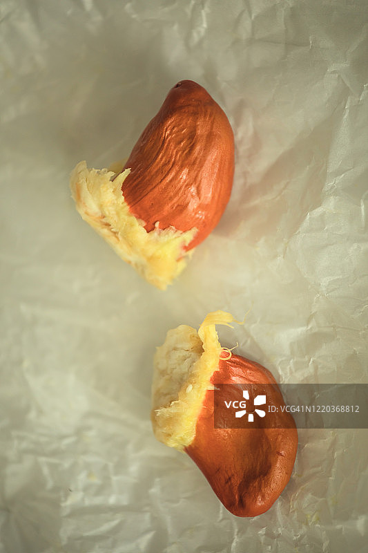 榴莲种子图片素材