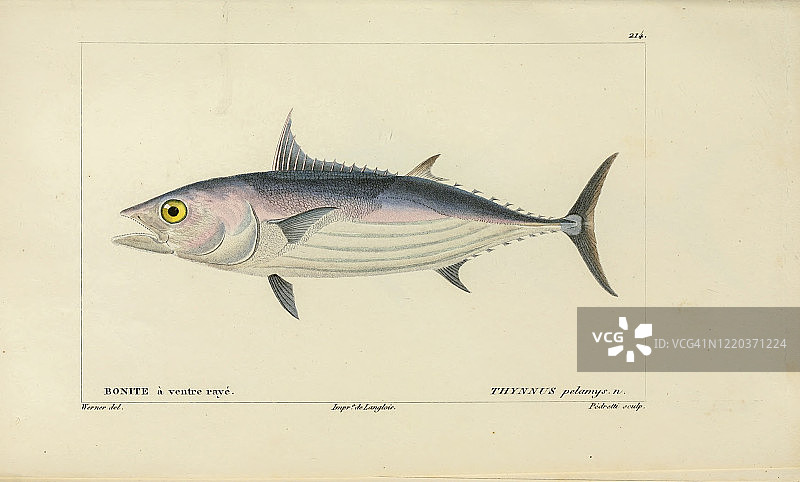 金枪鱼鱼类自然史图片素材