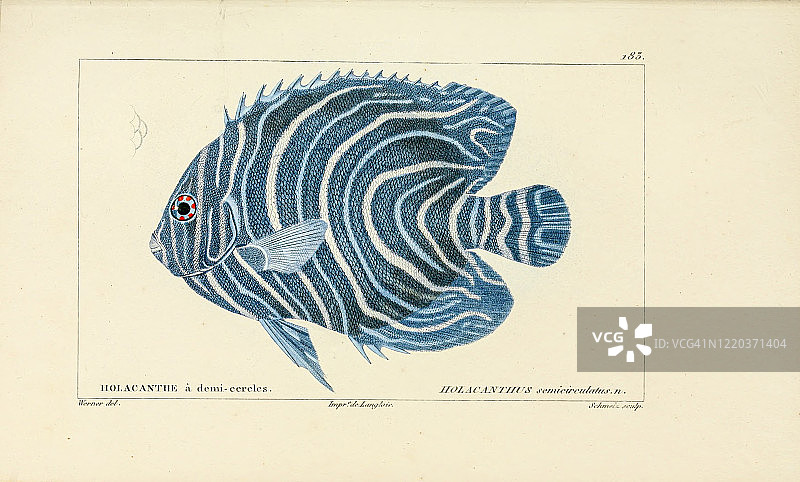 鱼类自然史图片素材