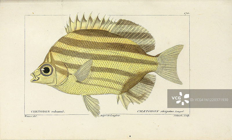 鱼类自然史图片素材