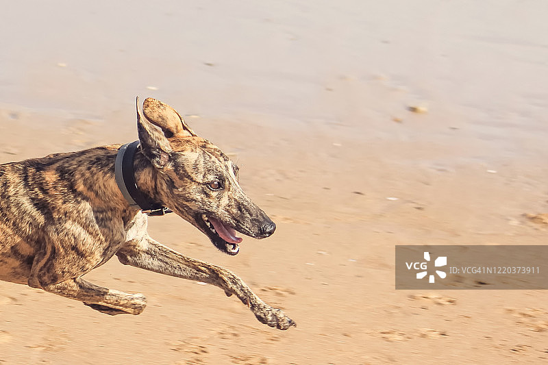 狗在沙滩上奔跑图片素材