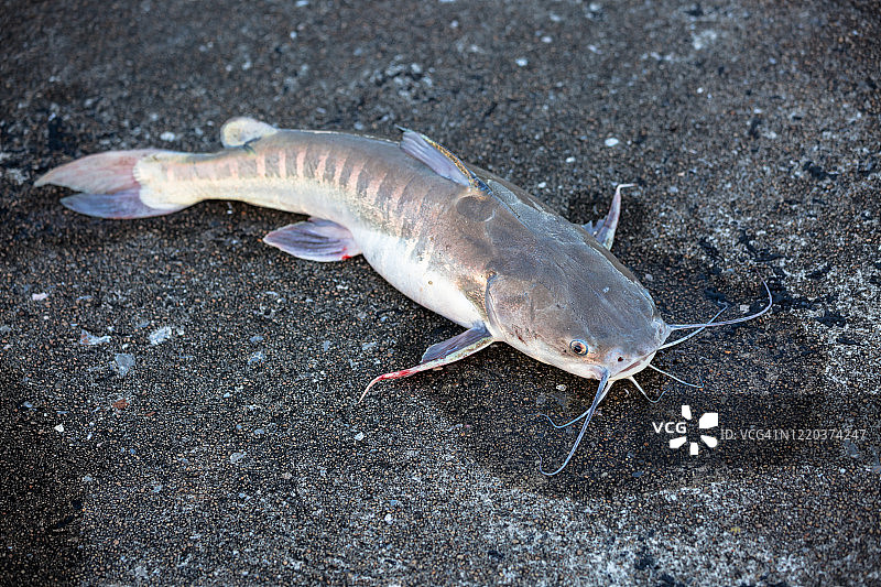 海鲶鱼图片素材