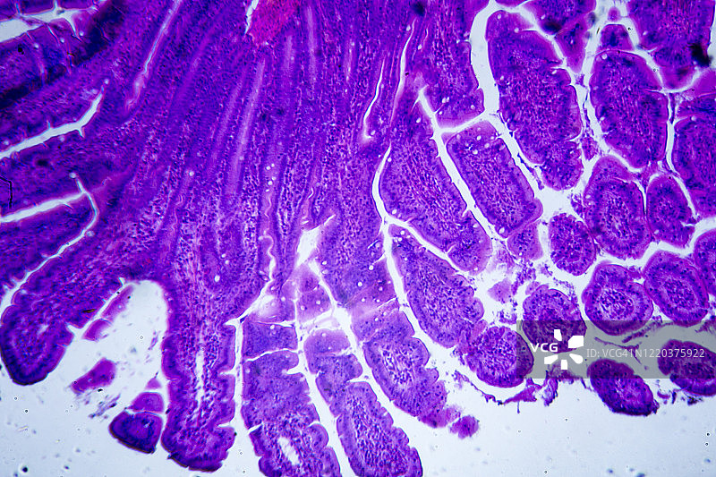 小肠横截面显微图像图片素材
