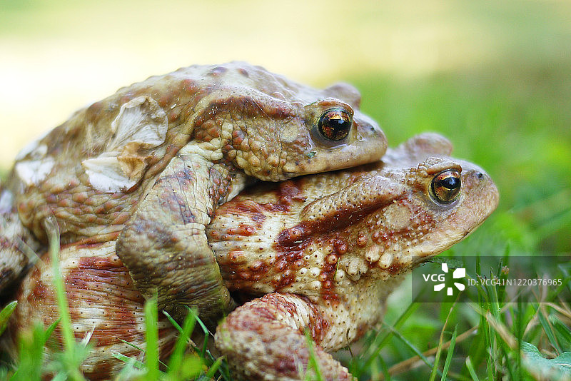 抱对的欧洲蟾蜍特写图片素材