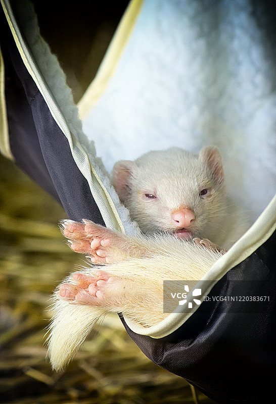 白色放松的雪貂图片素材