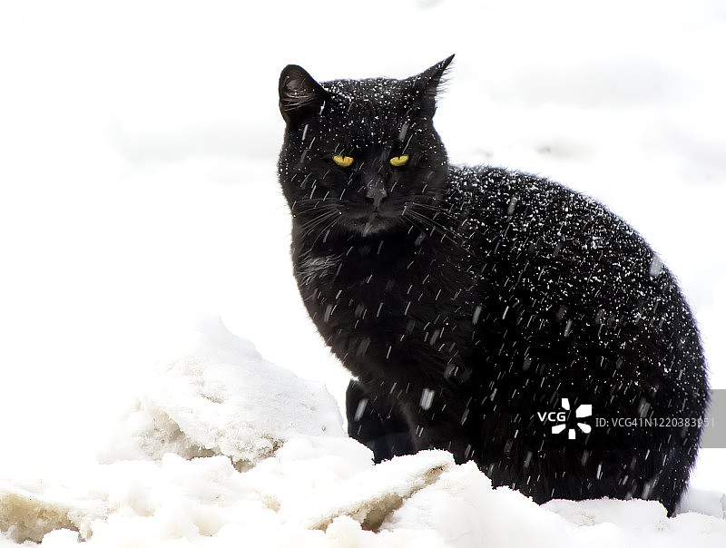 雪地里的黑猫图片素材