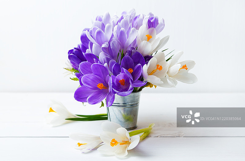 美丽的春天背景与番红花。紫色和白色番红花束在白色背景上。宽角度模板Web banner，为母亲节、妇女节设计提供复制空间图片素材