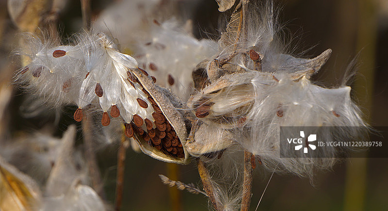 普通马利筋特写图片素材
