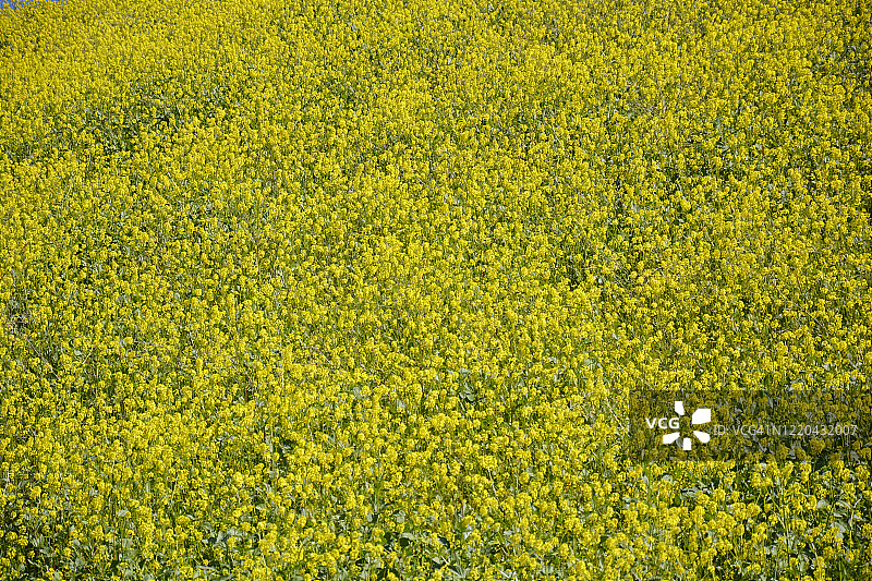 芥末领域图片素材
