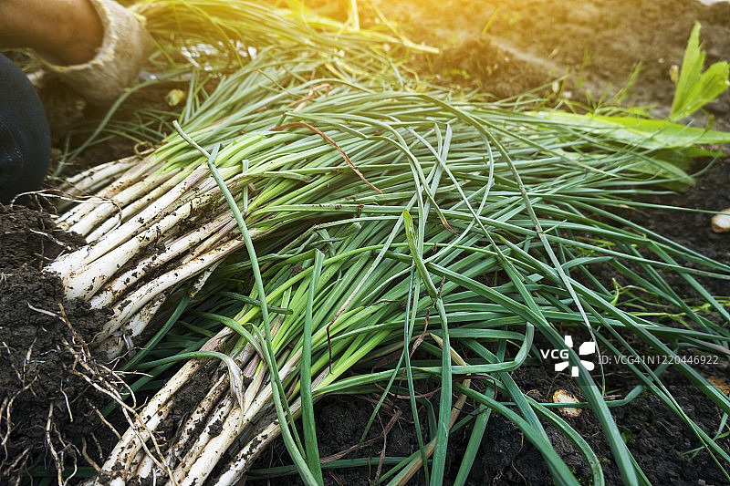 春季收获葱图片素材