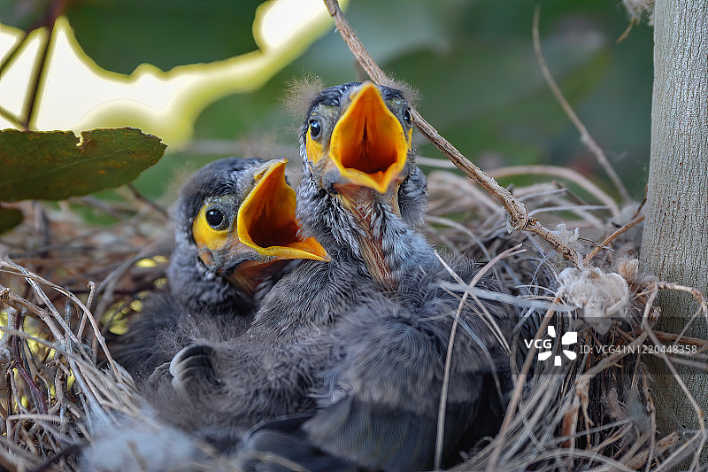 巢中吵闹的矿工鸟宝宝图片素材