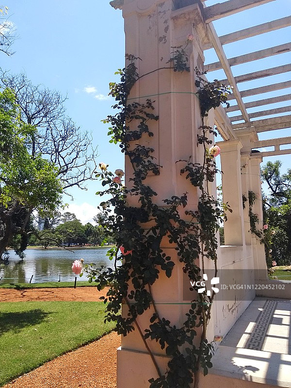 阿根廷布宜诺斯艾利斯玫瑰园中的玫瑰图片素材