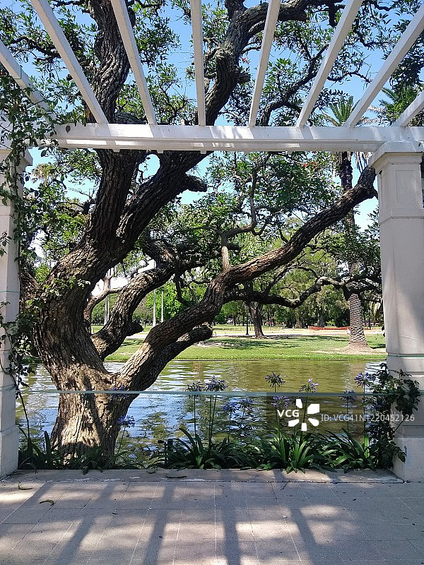 阿根廷布宜诺斯艾利斯玫瑰园中的玫瑰图片素材