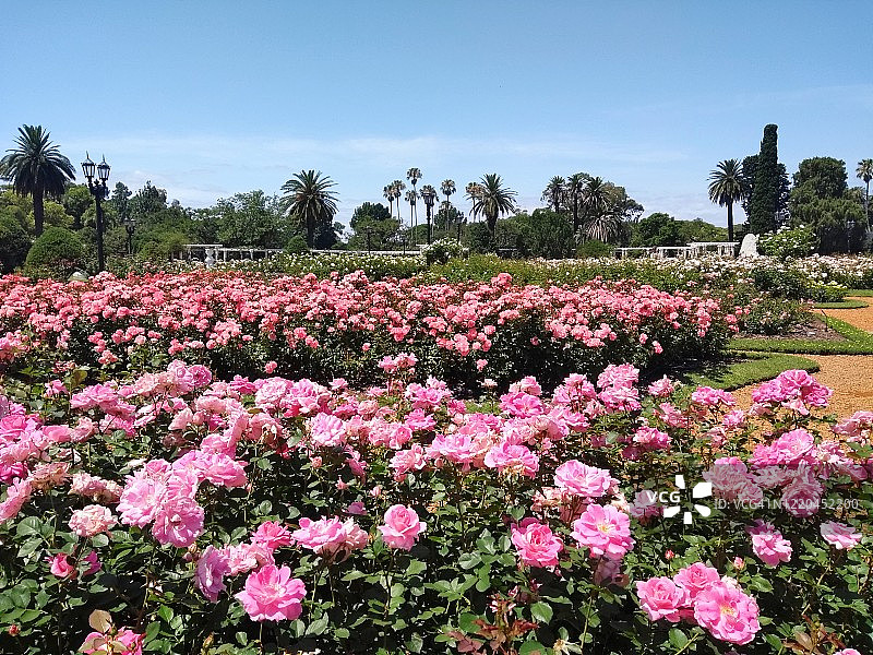 阿根廷布宜诺斯艾利斯玫瑰园中的玫瑰图片素材