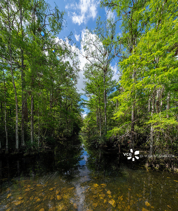 水流穿过柏树林图片素材
